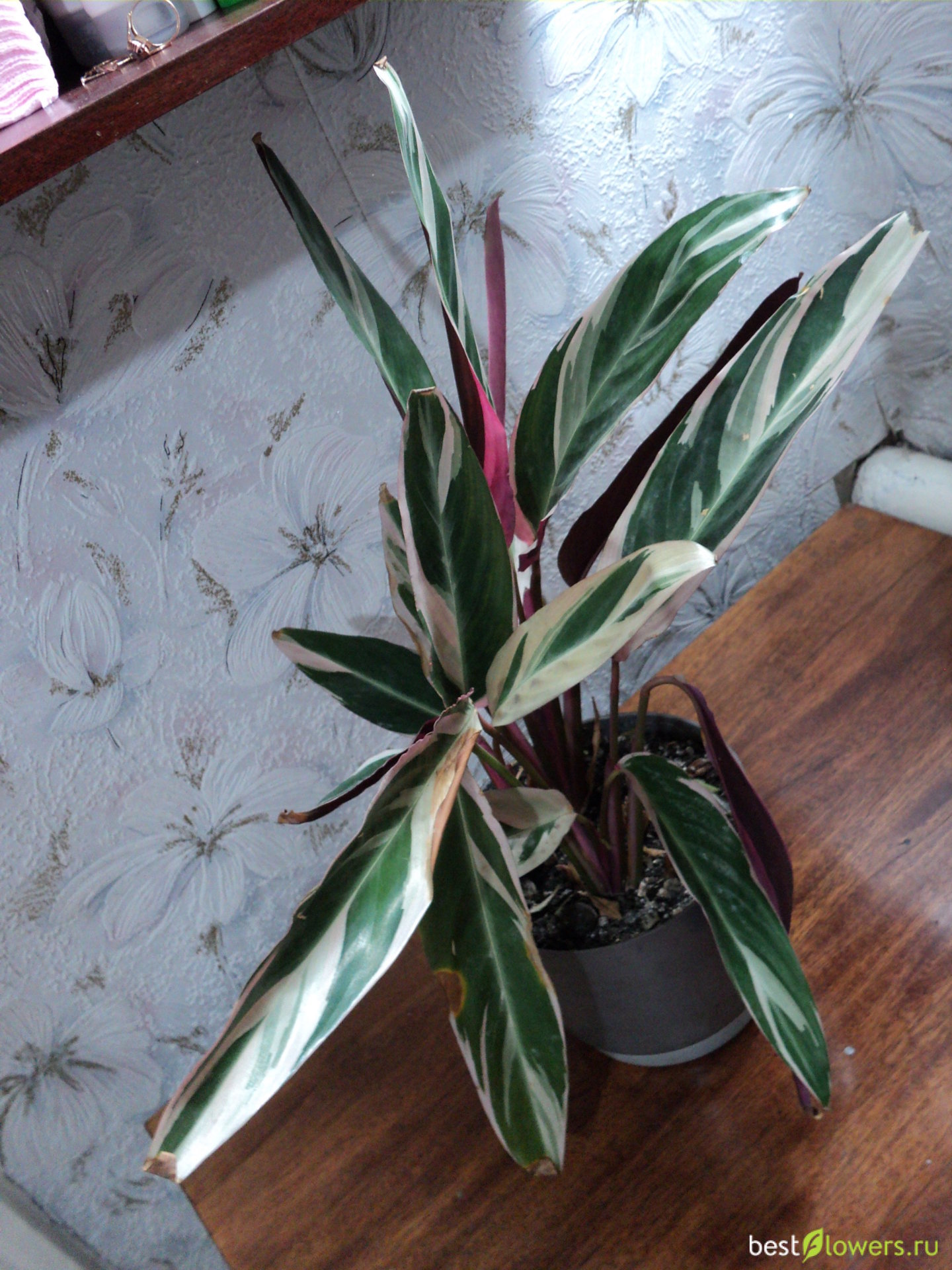 Строманта цветет