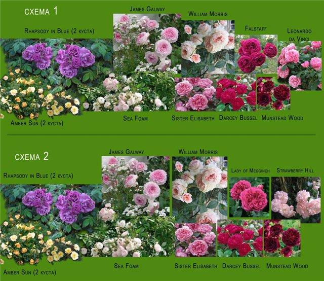 Сочетания роз в розарии схемы и примеры