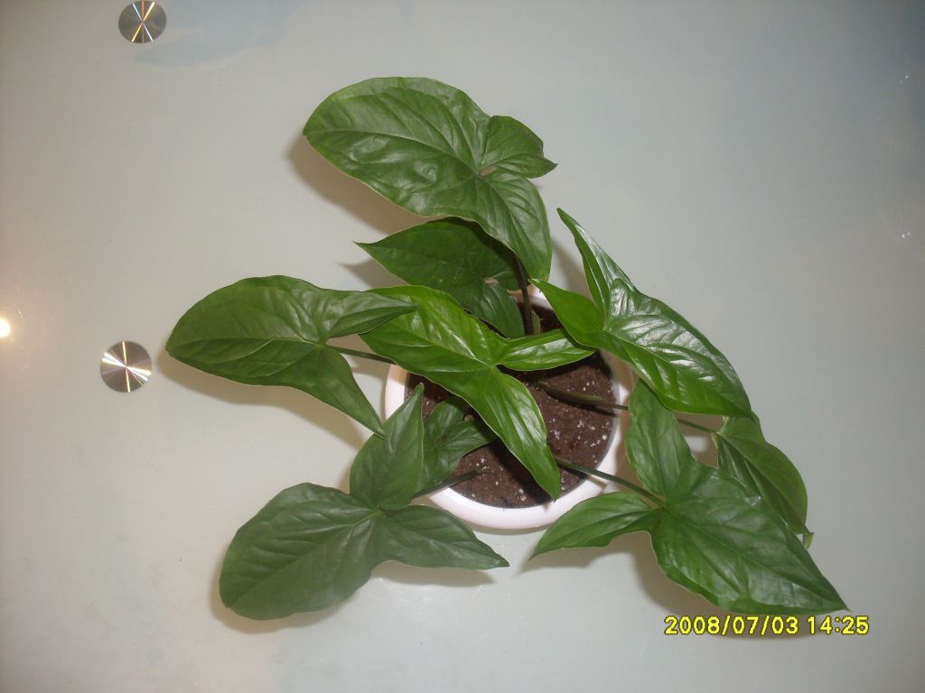 Syngonium auritum сингониум ушковатый фото