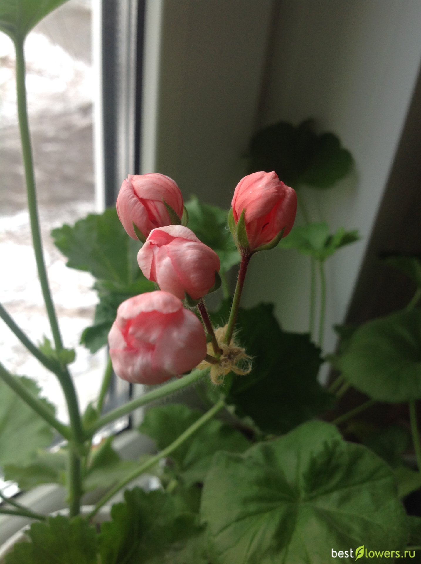Тюльпановидная пеларгония расцветает