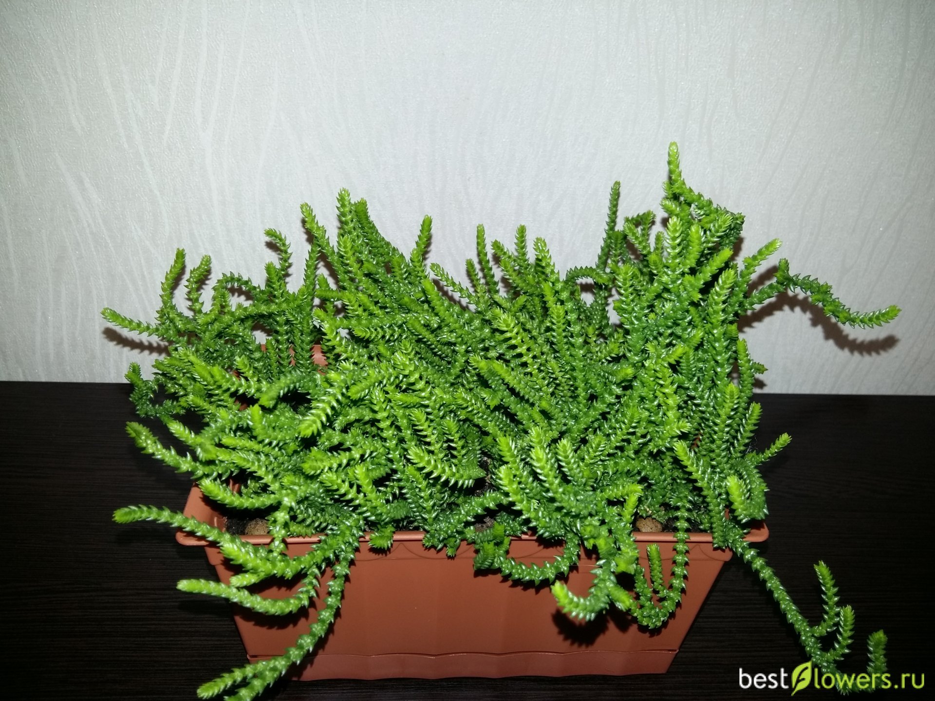 Крассула ложноплауновидная Crassula pseudolycopodioides