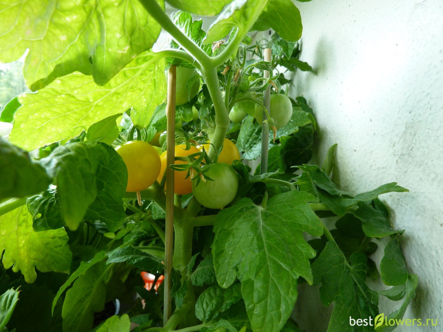 балконные томаты фото