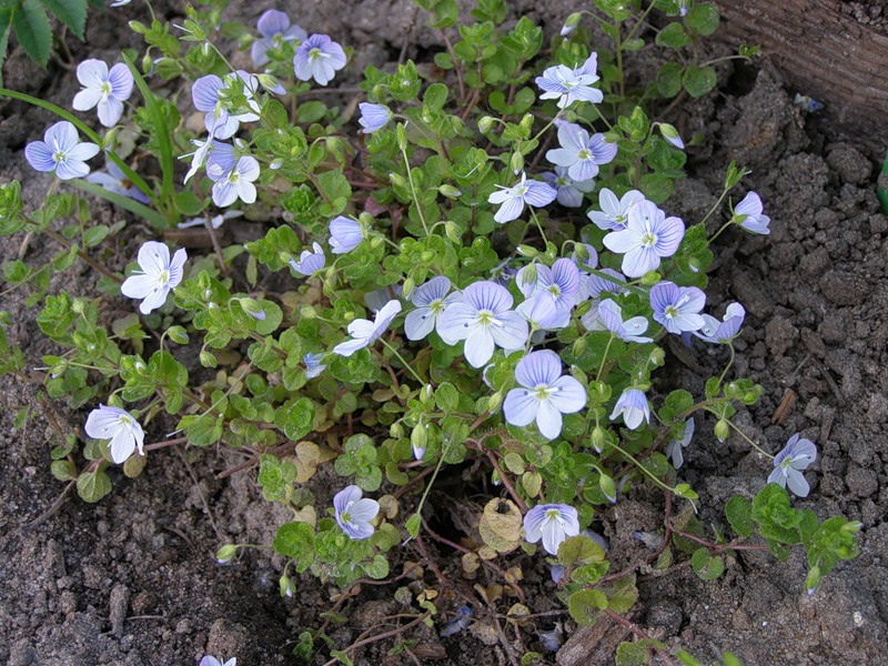 Вероника filiformis