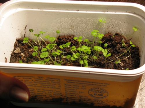 Выращивание колеуса из семян в домашних условиях пошаговое фото