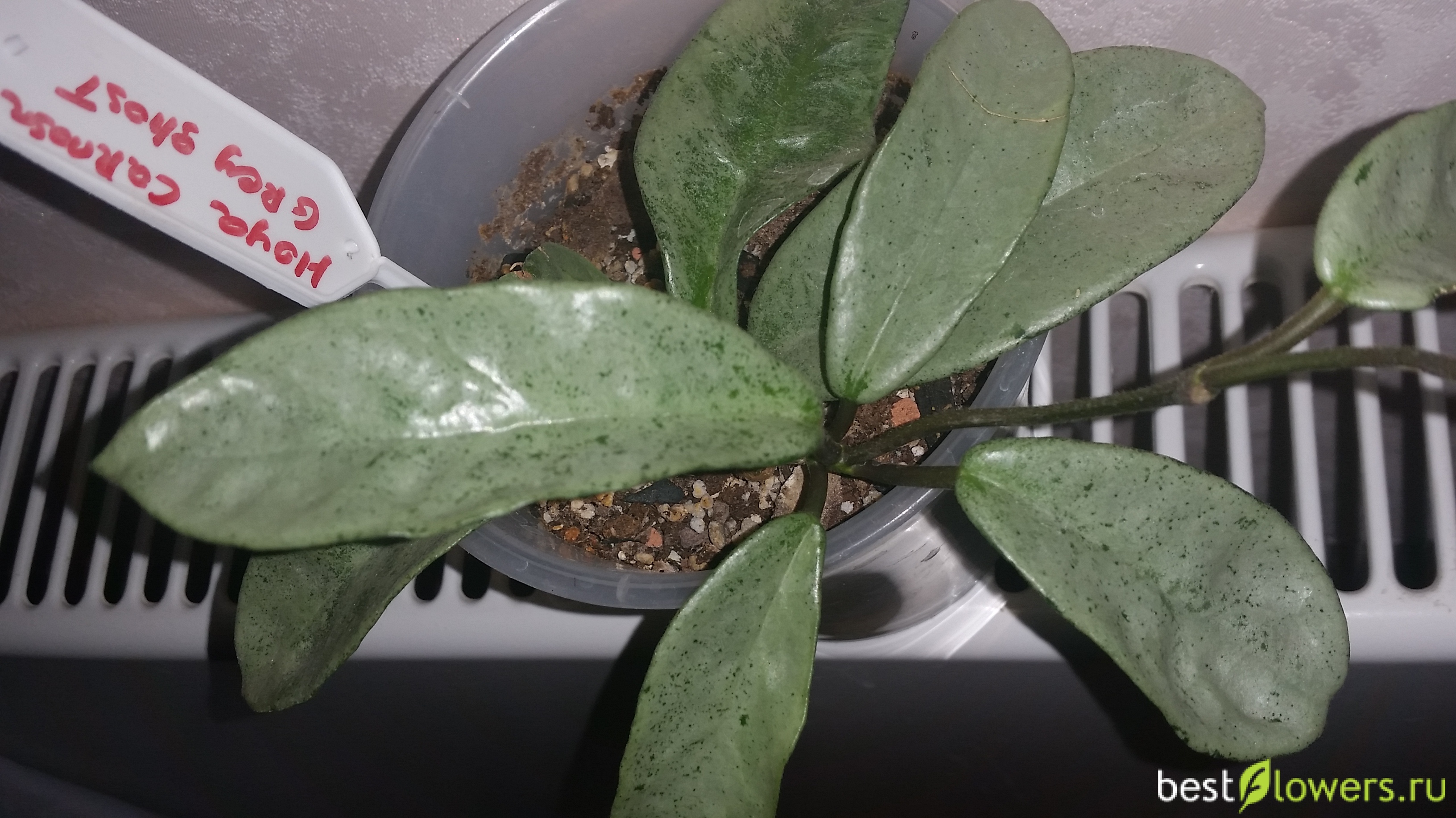 Хойя грей хост. Хойя хост. Хойя grey ghost. Хойя вильбур гревес. Хойя карноза стардаст.