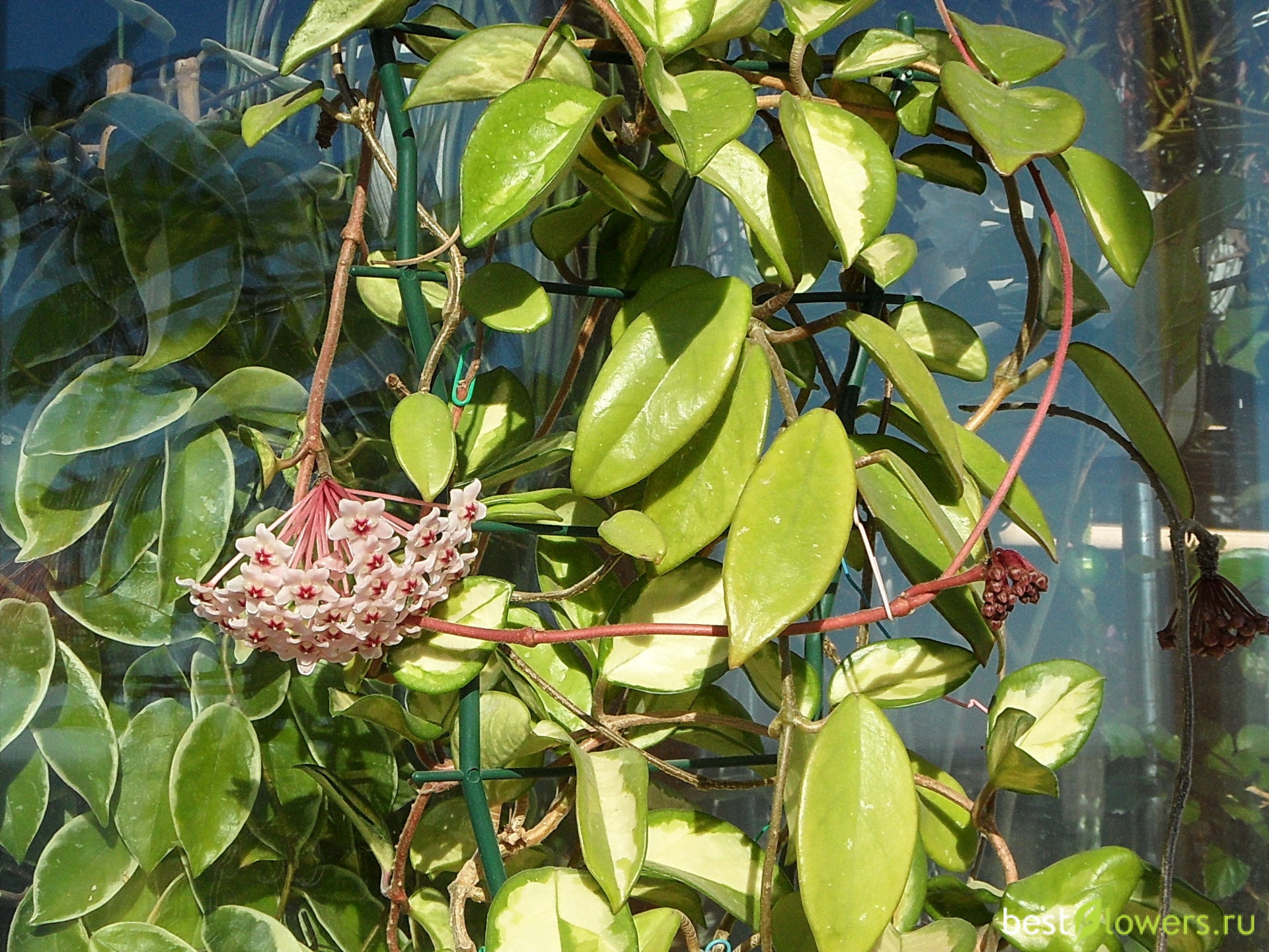 Hoya carnosa экзотика