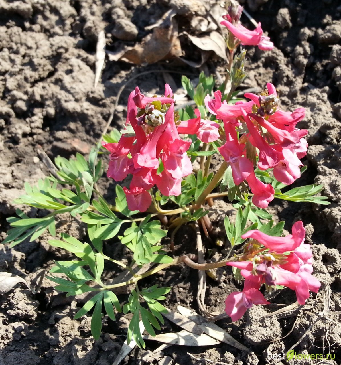 Хохлатка маршалла. Хохлатка Маршалла растение. Хохлатка Маршалла (Corydalis marschalli). Хохлатка solida Red banner.