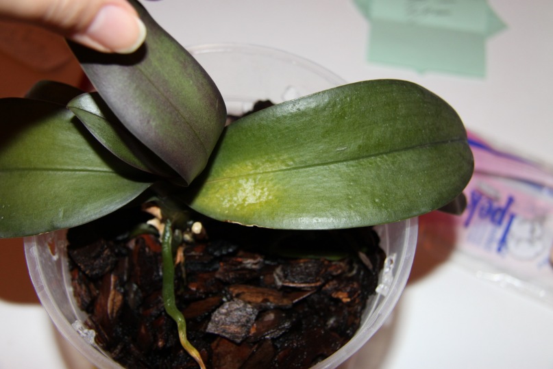 Почему чернеет орхидея. Темный лист у фаленопсиса. Бактериальная гниль фаленопсис. Листья орхидеи коричневеют. Фузариоз орхидей.