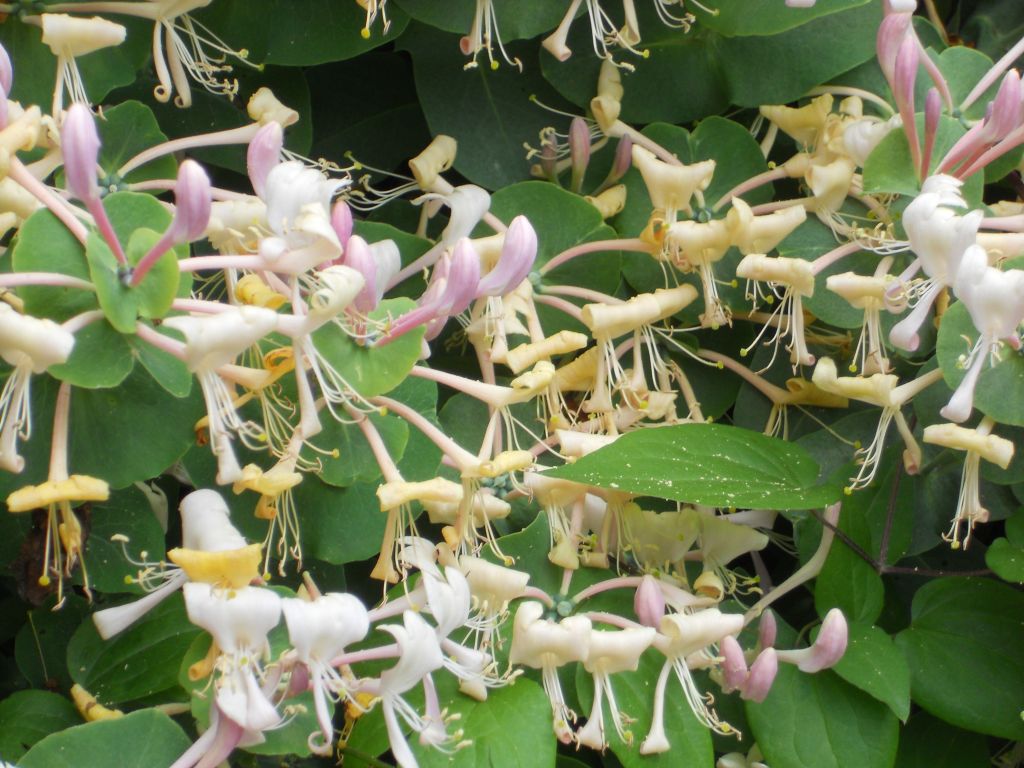 Жимолость Брауна fuchsioides