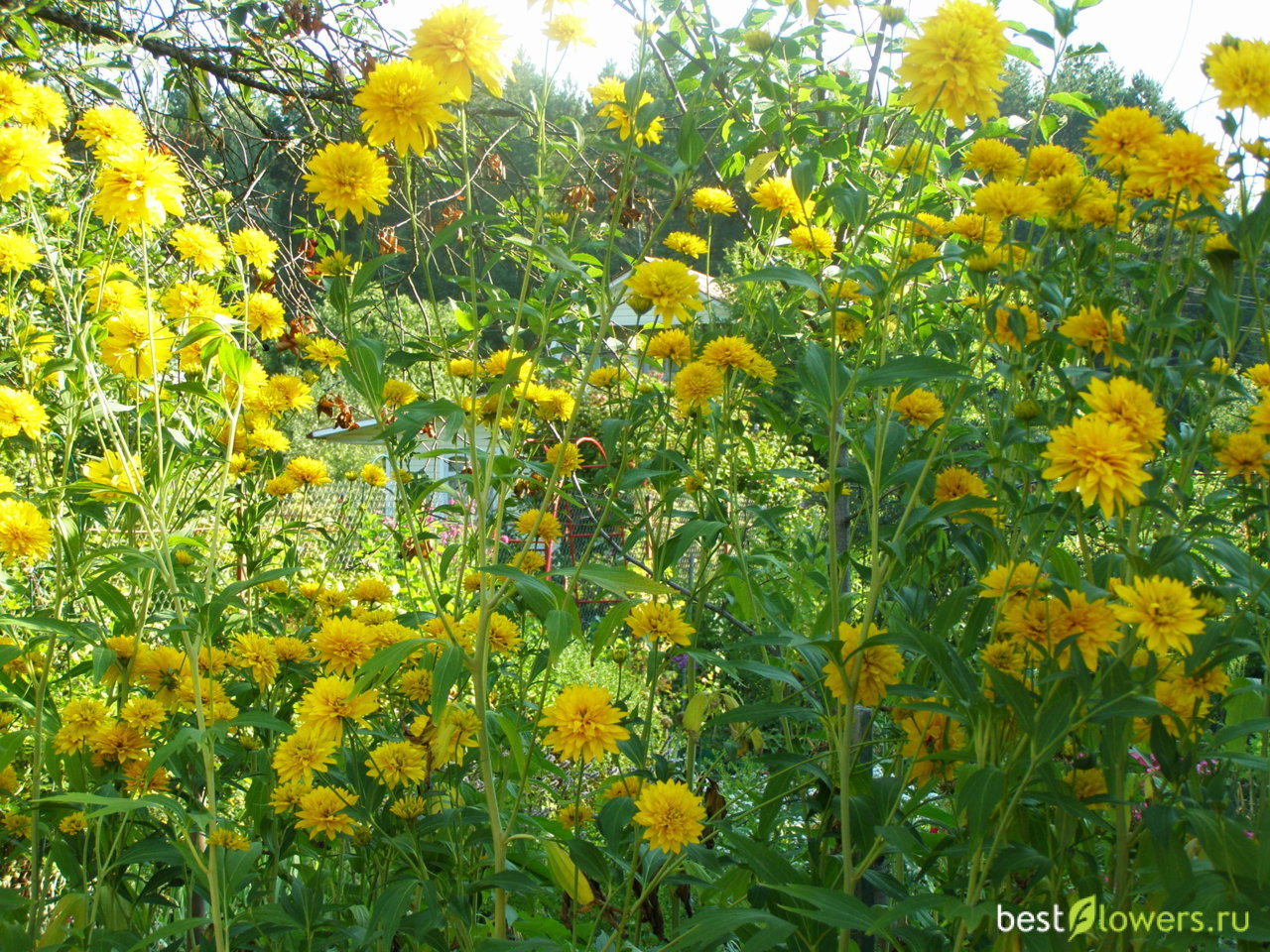 Рудбекия золотой шар Rudbeckia laciniata l.