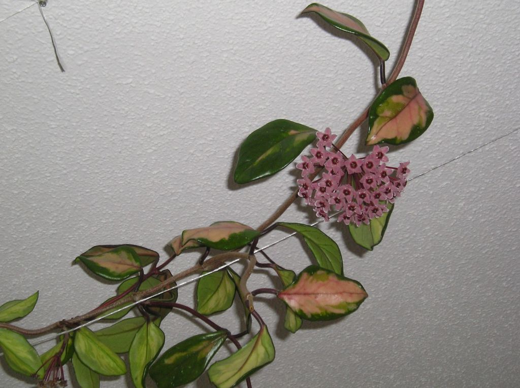 Хойя Hoya burtoniae